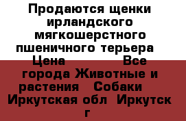 Продаются щенки ирландского мягкошерстного пшеничного терьера › Цена ­ 30 000 - Все города Животные и растения » Собаки   . Иркутская обл.,Иркутск г.